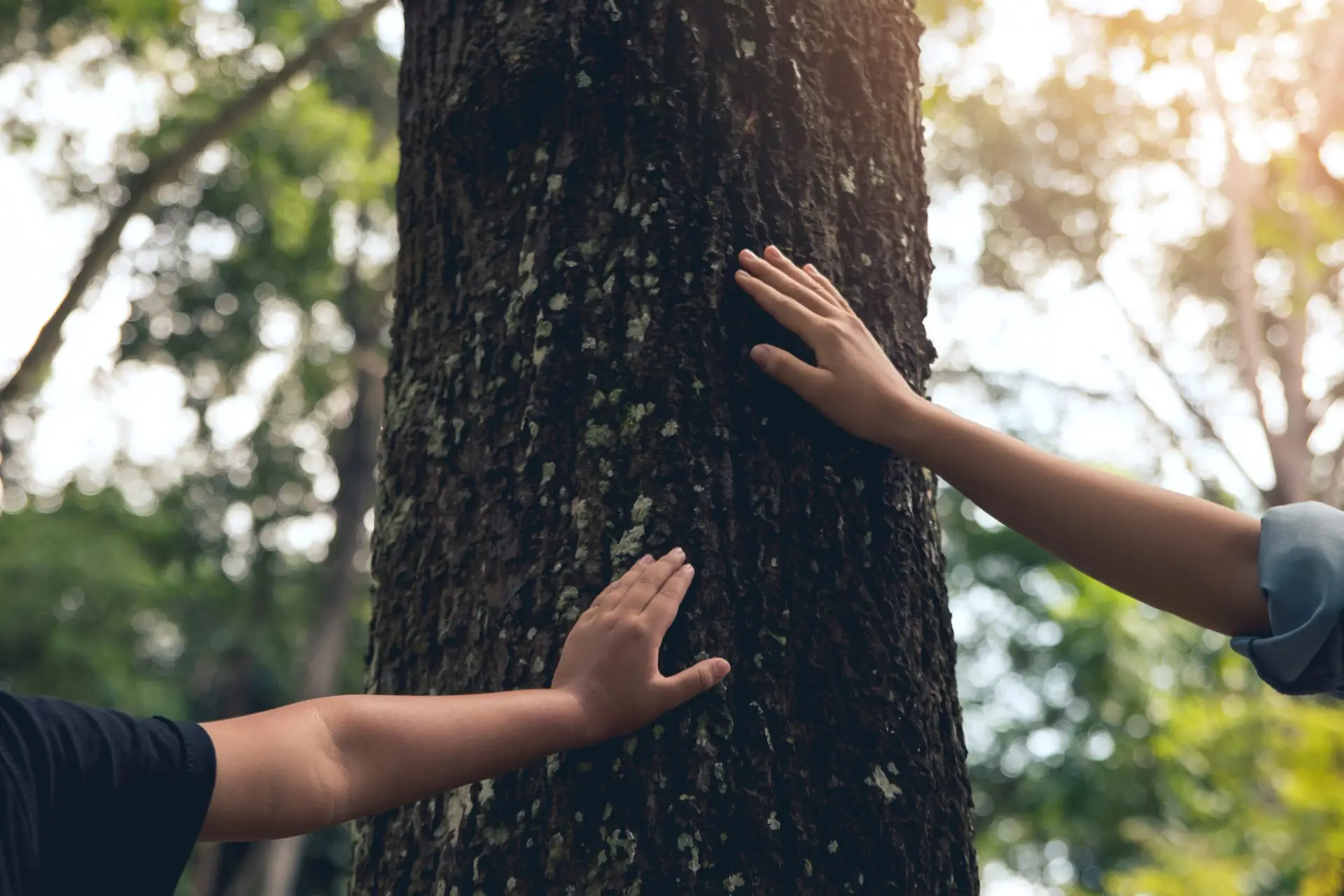 Hands,Of,Women,And,Small,Child,Touching,Old,Trees,On
